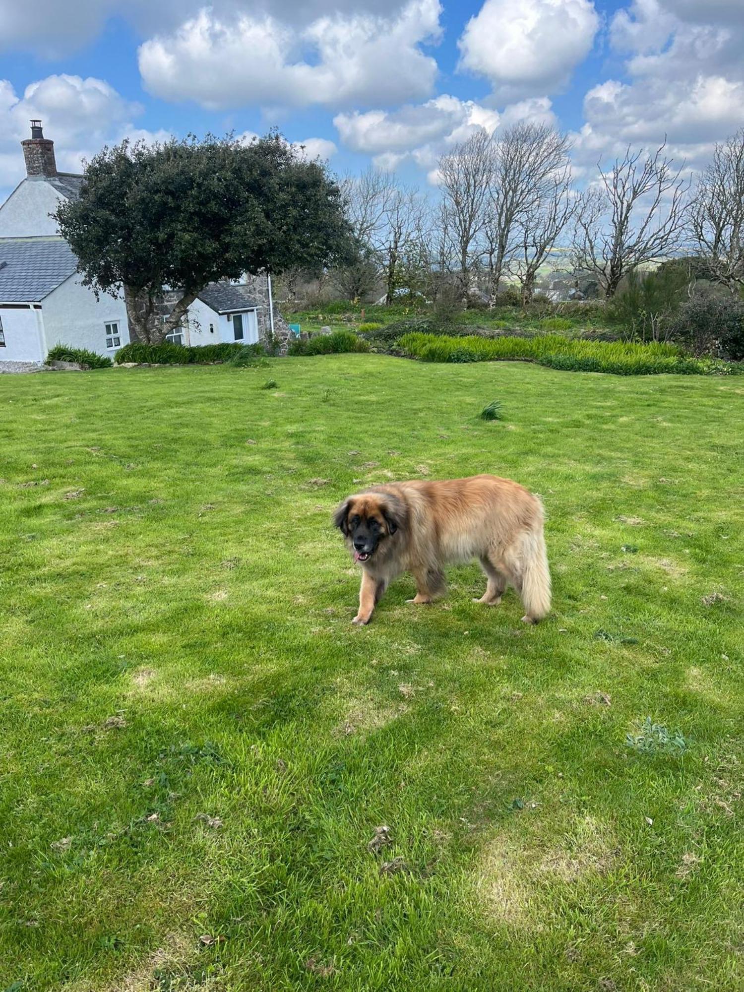 Kitts Cottage, Redruth, Cosy Cornish Retreat 雷德鲁思 外观 照片